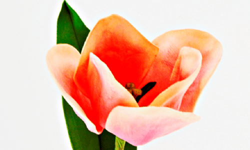 flores de azúcar curso